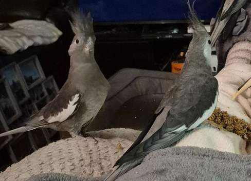 Male and female breeding pair