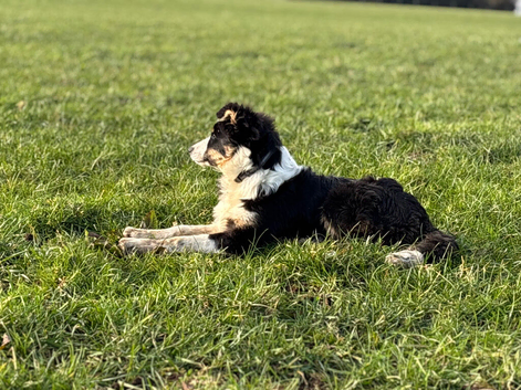 Collie Puppies for Sale!