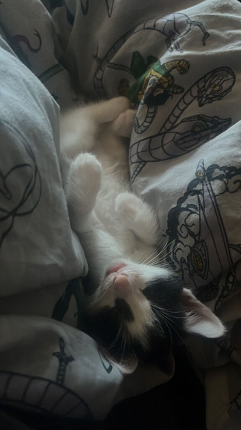 2 girl and 2 boy kittens for sale