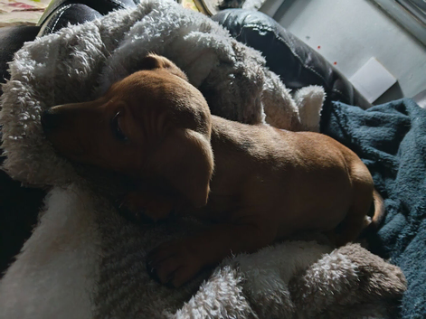 Last Dachshund girl