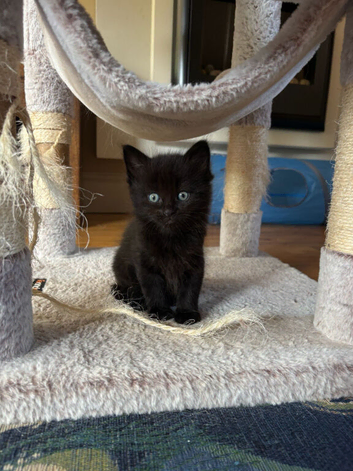 Ragdoll cross long haired Kitten