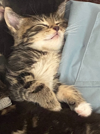 3 tabby boy kittens
