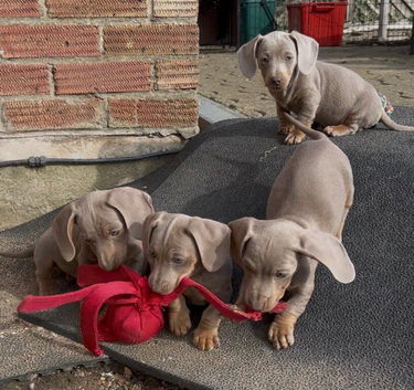 BEAUTIFUL MINIATURE DASHCHUND PUPPIES, KC REGISTERED