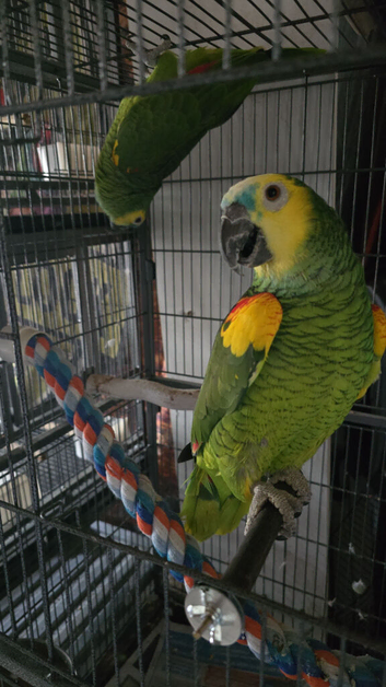Blue front Amazon female