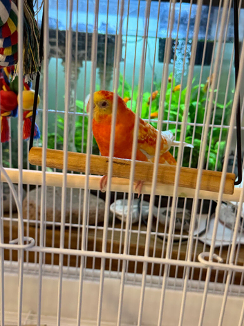 Orange and yellow / red rump parrot