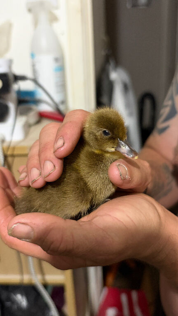 Khaki Campbell Ducklings