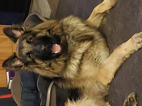 Straight back German shepherd pups