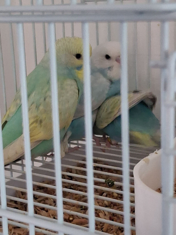 Budgie