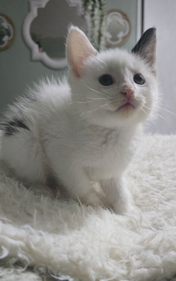 Kittens for sale