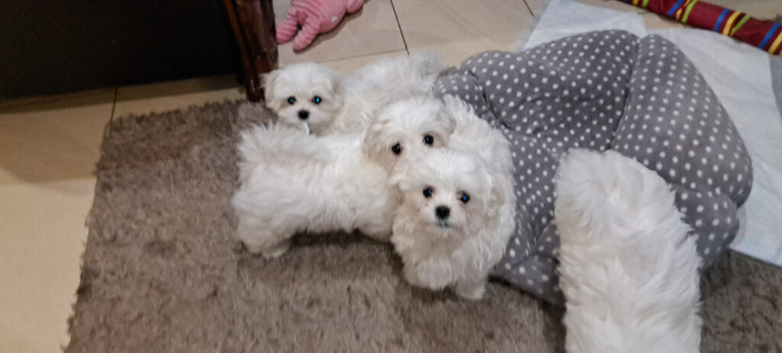 Maltese Mini Puppies