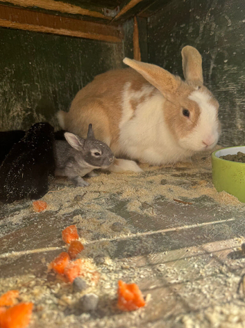 Rabbit for sale