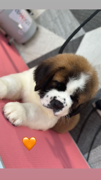 We have 4 beautiful male Saint Bernards puppy&rsquo;s remaining