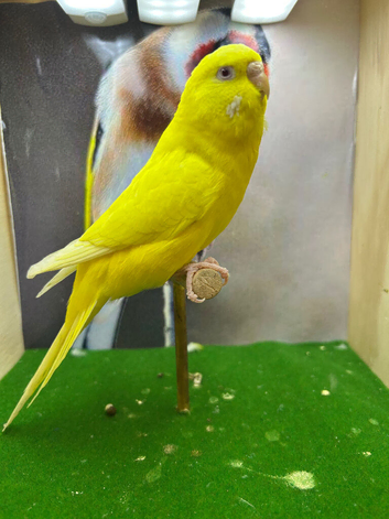 Mixed budgies