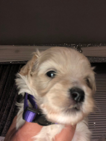 F1 Adorable Maltipoo puppies