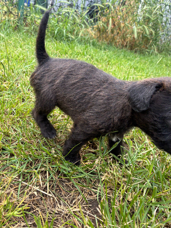 Lakeland patterdale terriers