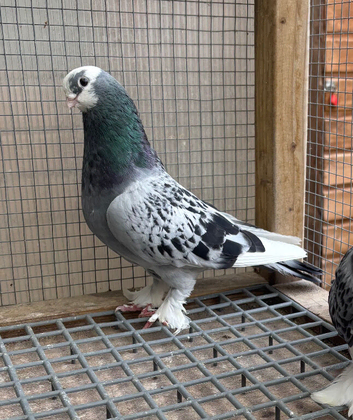 Kurdish Pigeons for sale