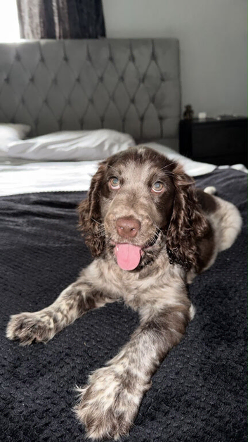 Dolly - 11 weeks