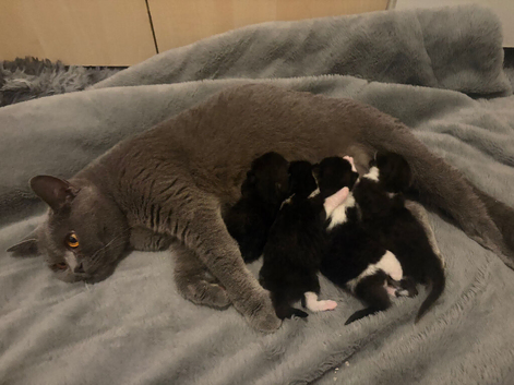2 male kittens
