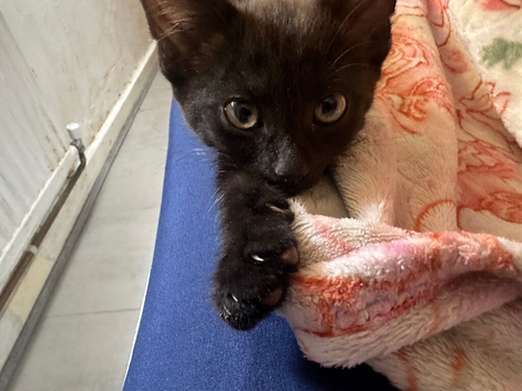 Kitten for sale He plays a lot very friendly
