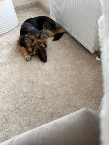 Male German shepherd