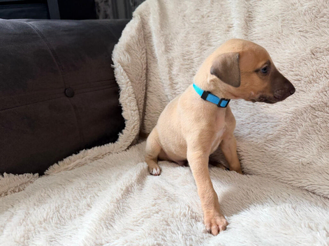 Last kc registered male whippet pup