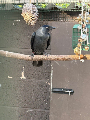 Jackdaw