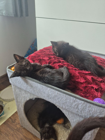 2 gorgeous kittens ready to leave