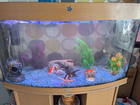6 fish and tank setup