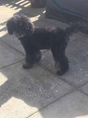Miniature Poodle for rehoming