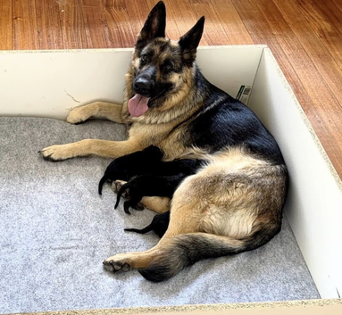 Amazing Working Line German Shepherd Puppies