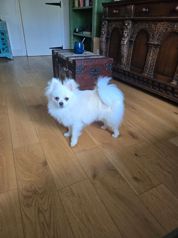 Pomeranian puppy 7m