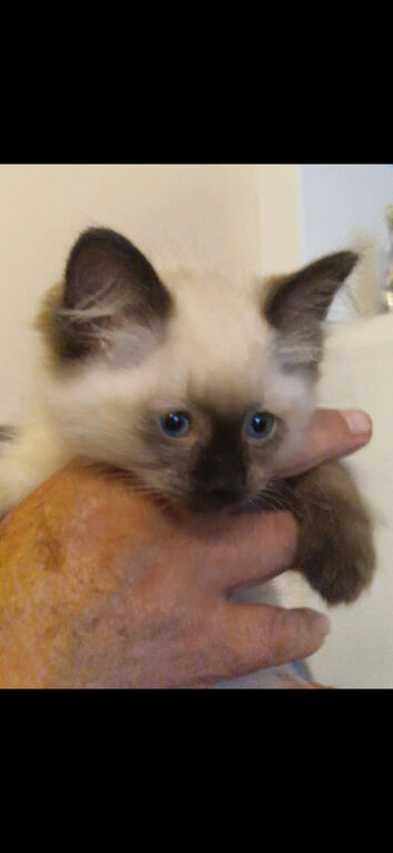 Beautiful Ragdoll kittens
