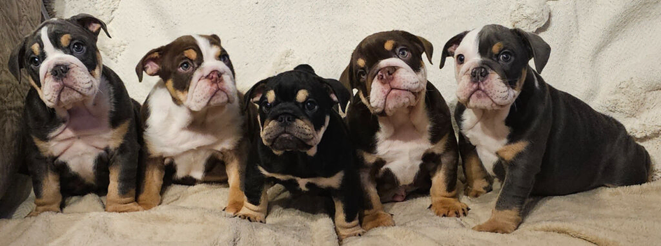 Quality English Bulldog Pups