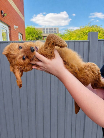 Last 3 beautifulCAVAPOOS GIRLS ONLY