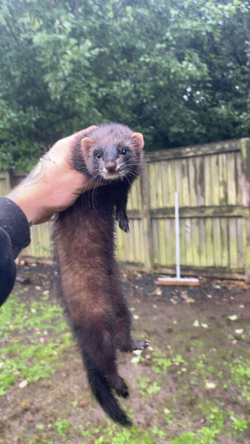 Black x polecat