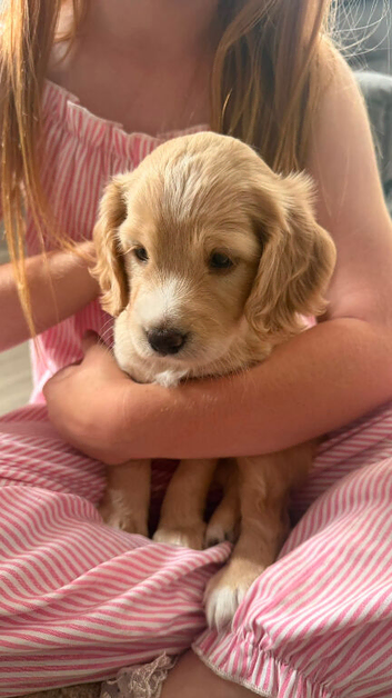 Beautiful little f2 cockapoo puppy looking for her forever home