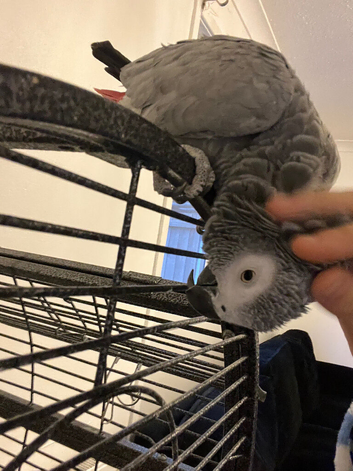 (CooCoo) African grey parrot