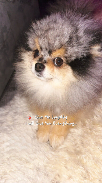 King Ziggy Coco & Prince Sky