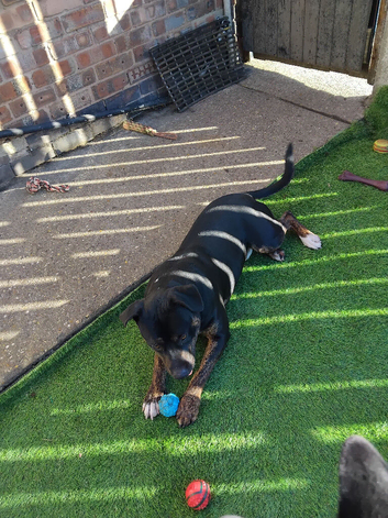 Staffy boy been sold now