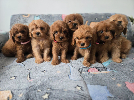 Beautiful cavapoo babies