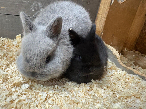 Netherland dwarf x Rex