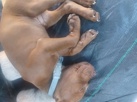 Shar pi cross staffy