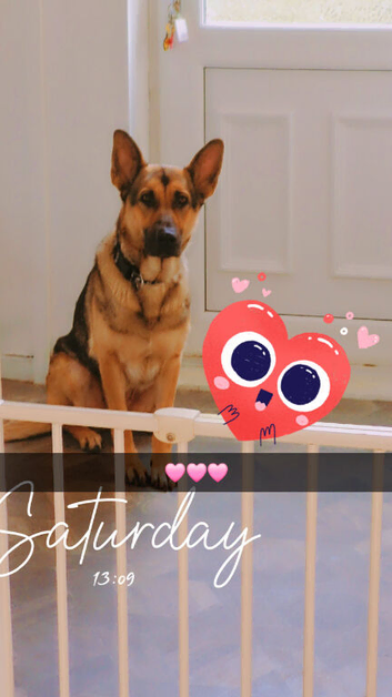 Beautiful German Shepherd