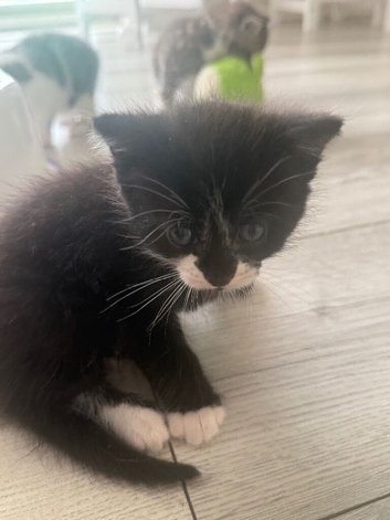 Kittens looking for a home