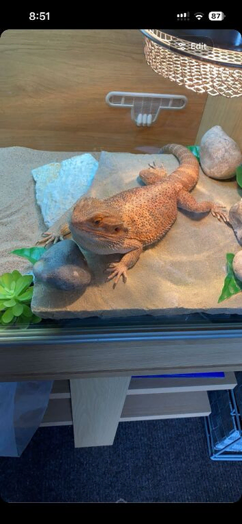 MALE BEARDED DRAGON