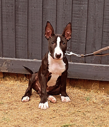 Male 3months old