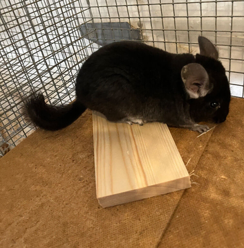 Beautiful Very Rare, 3 Month Old, Black Pearl Female Chinchilla &pound;190.
