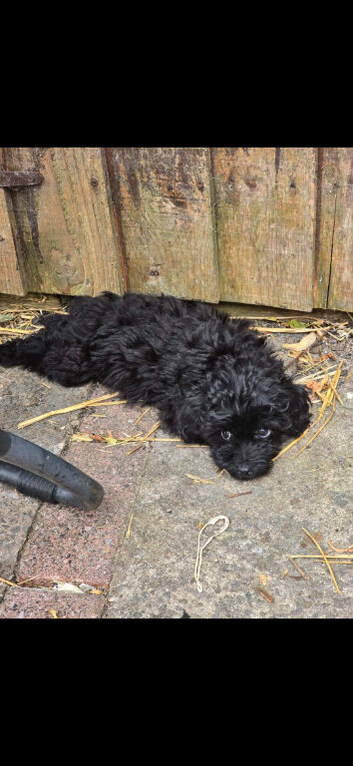 Male cockapoo puppies