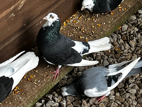 Tumbler & Fancy Pigeons