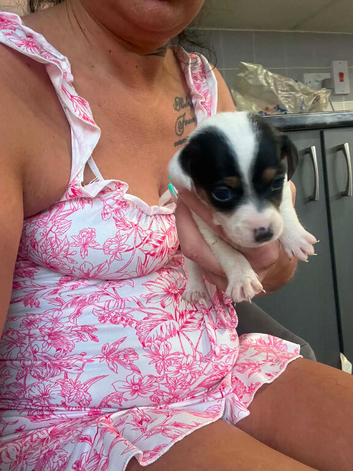 4 beautiful Jack Russell puppies